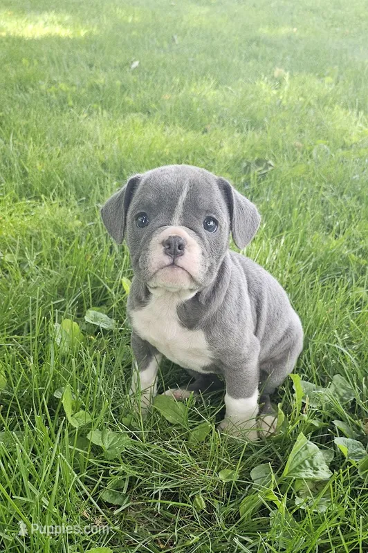 True Blue – English Bulldog, French Bulldog puppy for sale in Clyde, NY