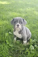 True Blue, a male English Bulldog and French Bulldog for sale in Clyde, NY – 1 of 7