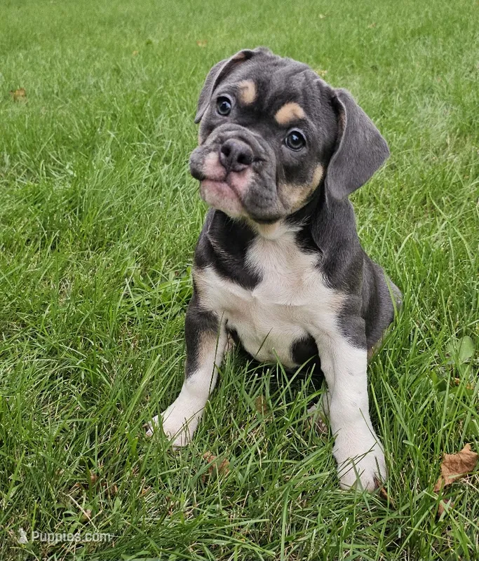 Freelance Blue Girl – English Bulldog, French Bulldog puppy for sale in Clyde, NY
