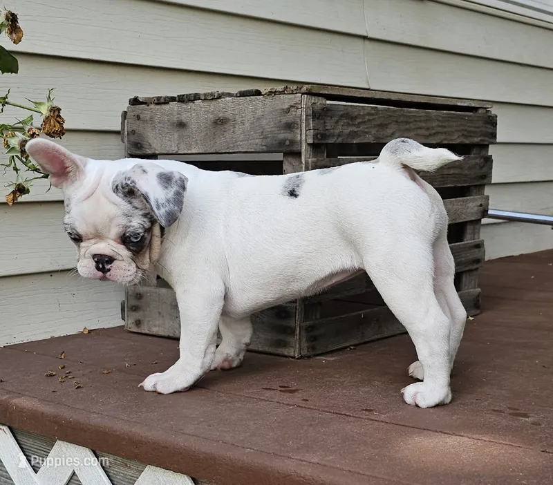 Dottie – French Bulldog, Pug puppy for sale in Clyde, NY