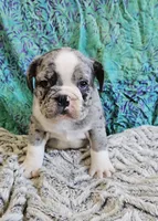 Trento, a male English Bulldog and French Bulldog for sale in Clyde, NY – 2 of 8