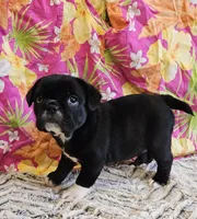 SALE! Mini Dolly Dimples, a female English Bulldog and French Bulldog for sale in Clyde, NY – 7 of 8