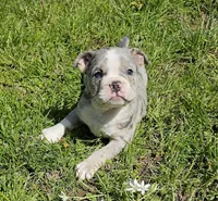 Merle Tri Boy, a male English Bulldog and French Bulldog for sale in Clyde, NY – 3 of 9