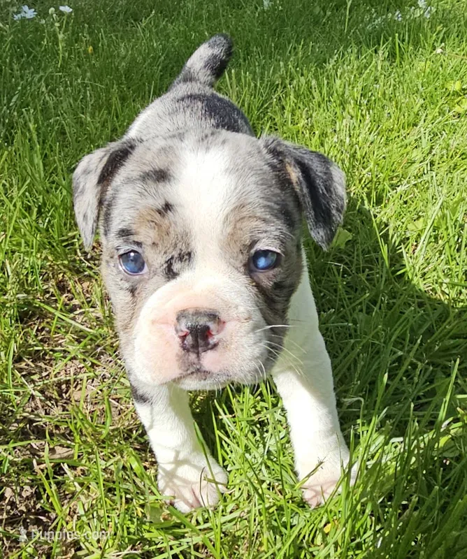 Merle tri Girl MINI – English Bulldog, French Bulldog puppy for sale in Clyde, NY