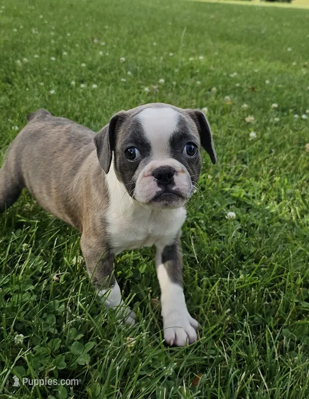 Sashay – French Bulldog, Pug puppy for sale in Clyde, NY