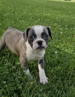 Sashay, a female French Bulldog and Pug for sale in Clyde, NY – 1 of 4