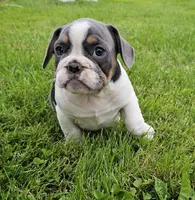 Magnum, a male French Bulldog and Pug for sale in Clyde, NY – 2 of 4