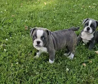 Sashay, a female French Bulldog and Pug for sale in Clyde, NY – 2 of 4