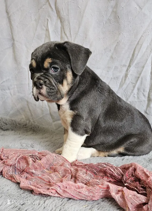 Freelance Blue Girl – English Bulldog, French Bulldog puppy for sale in Clyde, NY