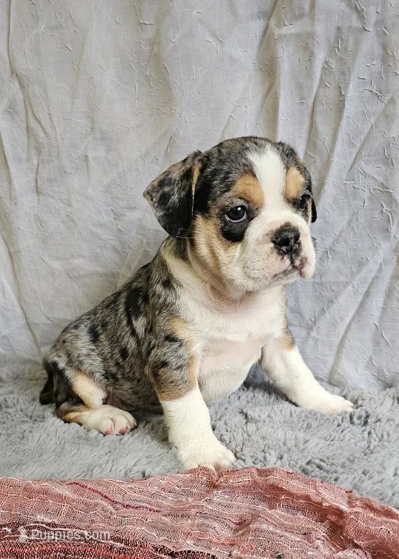 Exotic Merle Freelance Bulldog – English Bulldog, French Bulldog puppy for sale in Clyde, NY
