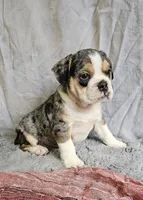 Exotic Merle Freelance Bulldog, a female English Bulldog and French Bulldog for sale in Clyde, NY – 1 of 9