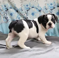 Fallong, a male French Bulldog and Pug for sale in Clyde, NY – 2 of 4