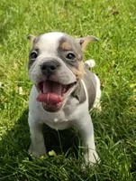 Spot, a male English Bulldog and French Bulldog for sale in Clyde, NY – 6 of 9