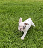 Dottie, a female French Bulldog and Pug for sale in Clyde, NY – 2 of 6