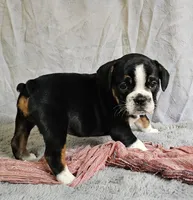 Freelance White Paw, a female English Bulldog and French Bulldog for sale in Clyde, NY – 4 of 4