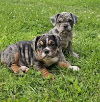 Meldros, a male French Bulldog and Pug for sale in Clyde, NY – 3 of 3