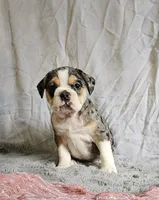 Exotic Merle Freelance Bulldog, a female English Bulldog and French Bulldog for sale in Clyde, NY – 2 of 9