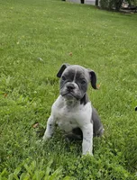 Blue Speck, a female English Bulldog and French Bulldog for sale in Clyde, NY – 8 of 10