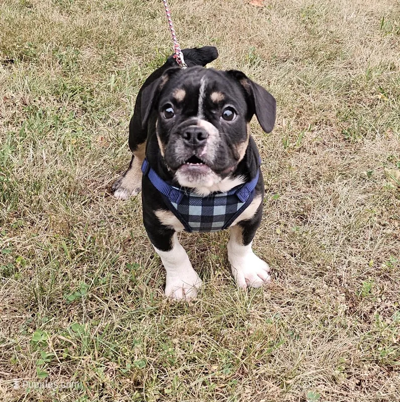 Capt. Jack Sparrow – French Bulldog, Pug puppy for sale in Clyde, NY