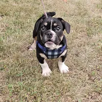 SALE! Capt. Jack Sparrow, a male French Bulldog and Pug for sale in Clyde, NY – 1 of 7