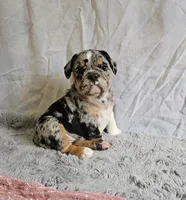 Perfect Mini Bulldog, a female English Bulldog and French Bulldog for sale in Clyde, NY – 3 of 7
