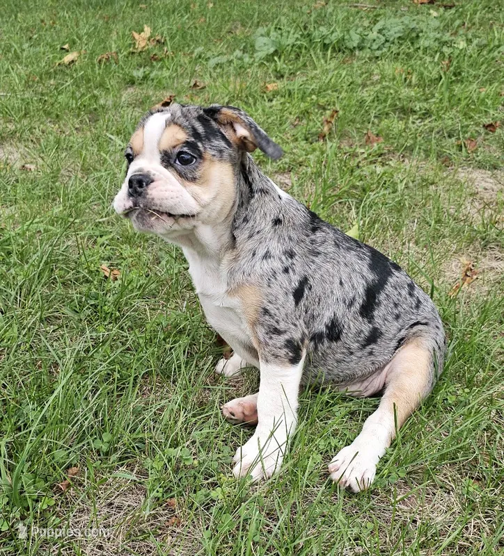 Exotic Merle Freelance Bulldog – English Bulldog, French Bulldog puppy for sale in Clyde, NY
