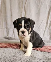 Freelance Tuxedo Stocking, a female English Bulldog and French Bulldog for sale in Clyde, NY – 3 of 3