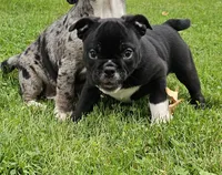 SALE! Mini Dolly Dimples, a female English Bulldog and French Bulldog for sale in Clyde, NY – 4 of 8