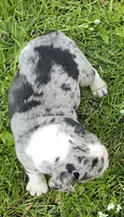 Merle tri Girl MINI, a female English Bulldog and French Bulldog for sale in Clyde, NY – 2 of 8