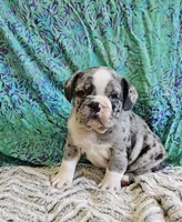 Trento, a male English Bulldog and French Bulldog for sale in Clyde, NY – 4 of 8