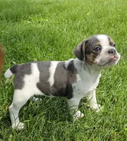Spot, a male English Bulldog and French Bulldog for sale in Clyde, NY – 1 of 9
