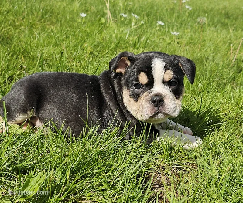 Mini Bulldog Boy Black Tri – English Bulldog, French Bulldog puppy for sale in Clyde, NY