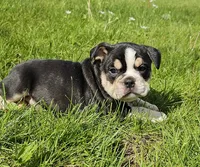 Mini Bulldog Boy Black Tri, a male English Bulldog and French Bulldog for sale in Clyde, NY – 1 of 2