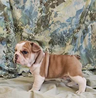 Gold Star Boy, a male English Bulldog and French Bulldog for sale in Clyde, NY – 7 of 7