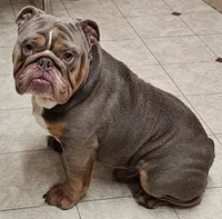 Seal Color Girl, a female English Bulldog and French Bulldog for sale in Clyde, NY – 6 of 7