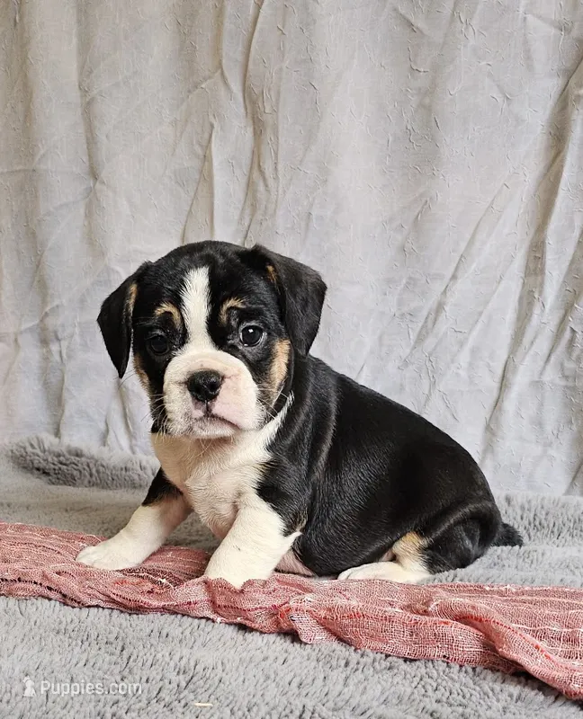Freelance Tuxedo Stocking – English Bulldog, French Bulldog puppy for sale in Clyde, NY