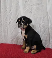 Dolly, a female English Bulldog and Puggle for sale in Clyde, NY – 3 of 3