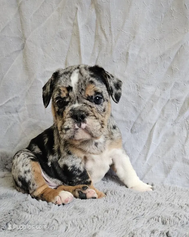 Perfect Mini Bulldog – English Bulldog, French Bulldog puppy for sale in Clyde, NY
