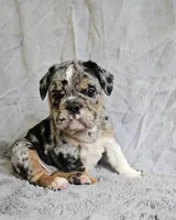 Perfect Mini Bulldog, a female English Bulldog and French Bulldog for sale in Clyde, NY – 1 of 7