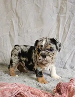 Perfect Mini Bulldog, a female English Bulldog and French Bulldog for sale in Clyde, NY – 4 of 7