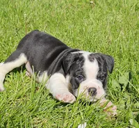 Small Tri Boy, a male English Bulldog and French Bulldog for sale in Clyde, NY – 5 of 9