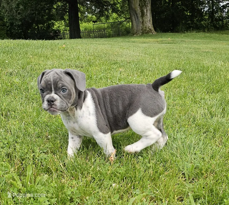 Blue Speck – English Bulldog, French Bulldog puppy for sale in Clyde, NY