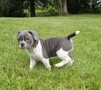 Blue Speck, a female English Bulldog and French Bulldog for sale in Clyde, NY – 1 of 10