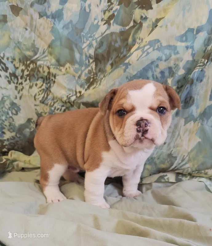 Gold Star Boy – English Bulldog, French Bulldog puppy for sale in Clyde, NY
