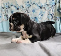 Terfin, a male French Bulldog and Pug for sale in Clyde, NY – 4 of 6