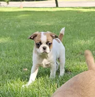 Oscar Pie, a male French Bulldog and Cavalier King Charles Spaniel for sale in Clyde, NY – 3 of 9