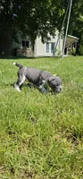 Blue Speck, a female English Bulldog and French Bulldog for sale in Clyde, NY – 3 of 10