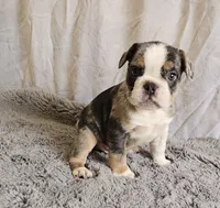 Mini Blue Bulldog, a male English Bulldog and French Bulldog for sale in Clyde, NY – 5 of 5
