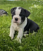 Small Tri Boy, a male English Bulldog and French Bulldog for sale in Clyde, NY – 4 of 9