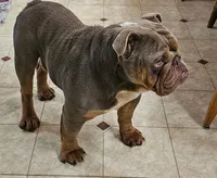 Pie Face Bulldog Blend, a female English Bulldog and French Bulldog for sale in Clyde, NY – Photo 7 of 8